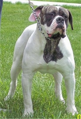 The front right side of a white with brindle american bulldog that is standing on grass wearing a choke chain collar