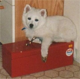 The left side of a white American Eskimo puppy that is laying on top of a toolbox with a wooden door behind it