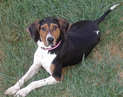 Topdown view of a black and brown with white American Foxhound that is laying on grass and it is looking up.