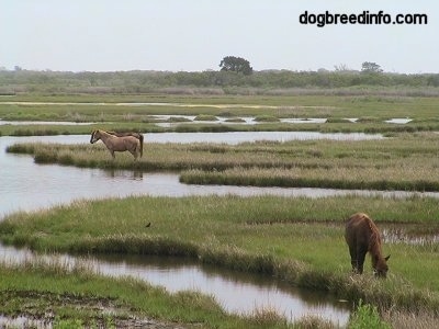 Ponies eating grass in marshland