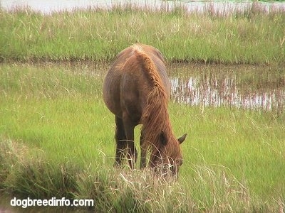 A brown Pony is eating grass in a marshland