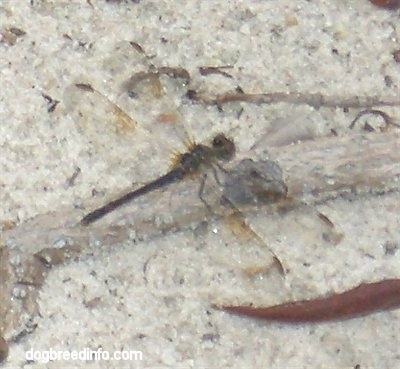The back right side of a Dragonfly sitting on the sand