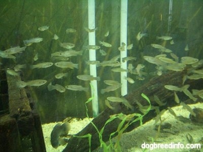a school of fish swimming in a fish tank