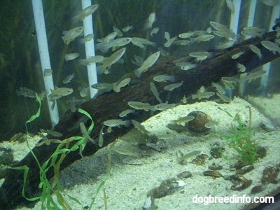 School of fish in a fish tank