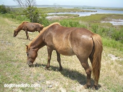 The back left side of two ponies eating grass on a marshland.