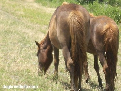 The back of two Ponies that are eating grass roadside