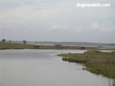 Ponies drinking water out of the Bay