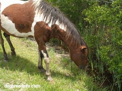Close up - The right side of a Pony that is eating grass near Creek