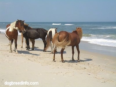 Five ponies standing Beachside