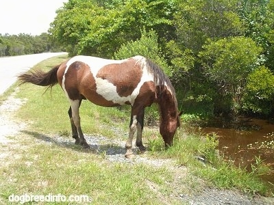 The right side of a Pony that's eating grass at the side of the creek