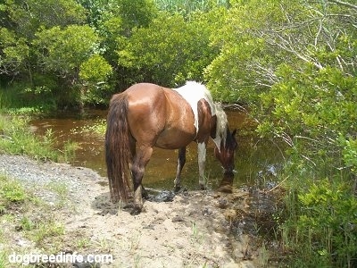 The back right side of a paint Pony that is drinking from a creek at the side of a road