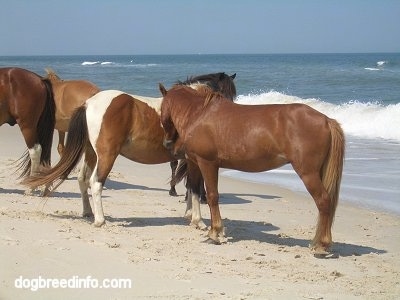 Four ponies that are standing on a beach