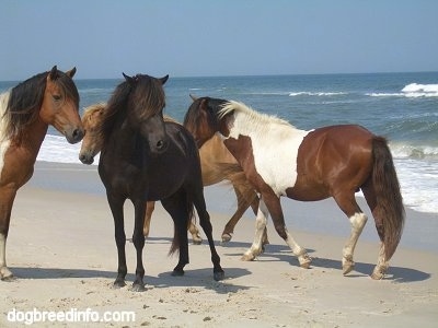 A herd of ponies standing in the sand next to the crashing waves of the Atlantic Ocean