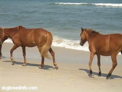 The left side of two brown ponies that are walking beachside