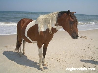 Close Up - The front right side of a paint Pony standing on beach