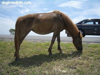 The right side of a brown Pony that is eating roadside. There is a car behind them.