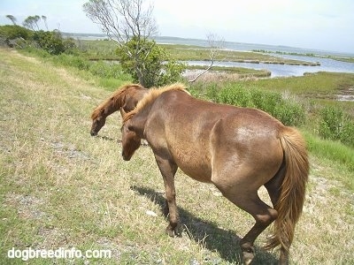The back left side of Two Ponies who are eating roadsidfe grass.