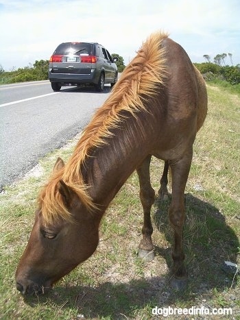 Close Up - A brown Pony is eating grass with a car pulled over behind it.