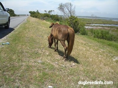 The back of a brown Pony that is eating grass roadside. To the left of it is a parked vehicle.