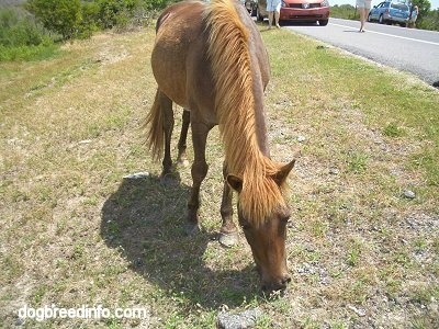 Close Up - A Pony is eating grass roadside with cars in the background