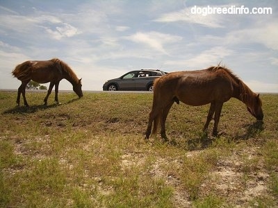 The right side of a two brown Ponies that are eating grass roadside with a car pulled over