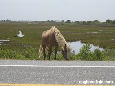 A Pony is eating grass roadside with the marshland in the background