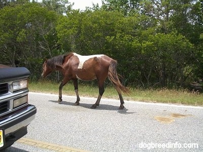 The left side of a Pony walking down the street with a car coming into frame