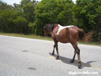 The back left side of a Pony walking across the street