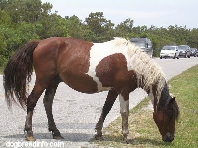 The right side of a paint Pony that is eating grass while standing in the road. Behind it icars are driving.