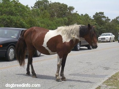 The right side of a paint Pony that is standing in a street with cars driving behind it