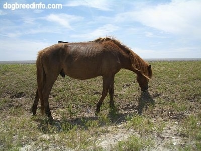 The right side of a brown Pony eating grass on a hill