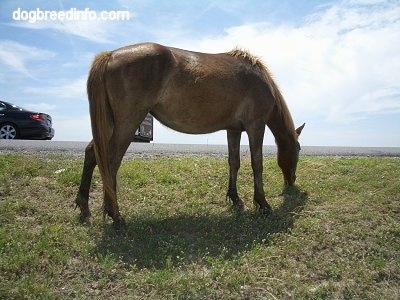 Close Up - The right side of a brown Pony that is eating grass with the sky in the background