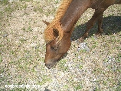 Close up - A Pony is eating the little bit of grass roadside