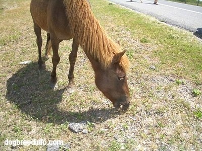 The front right side of a brown Pony that is eating grass on a hill next to a road
