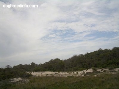 Beach and grassy hill