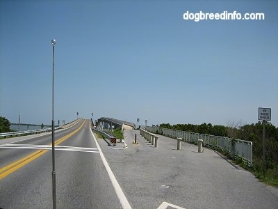 Road to Assateague Island with a bike trail next to it