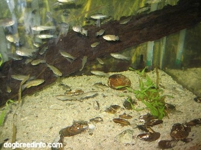Fish in a fish tank