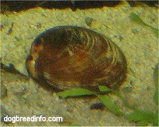 Close Up - Clam in a fish tank