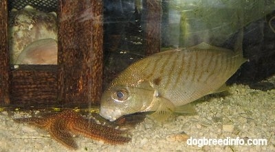 Close Up - Fish near a starfish