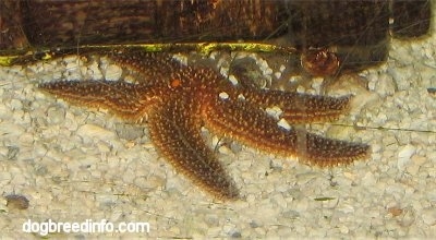 Close Up - Starfish in a fish tank