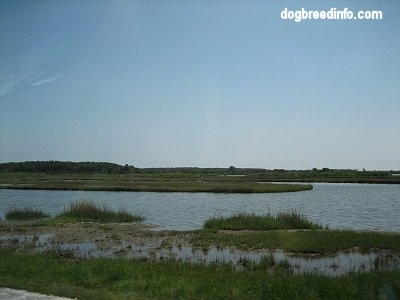 Assateague Island Maryland wetlands