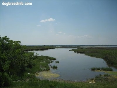 Assateague Wetlands