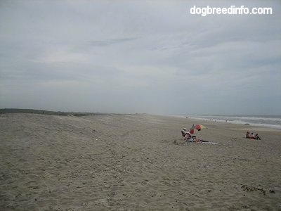 View of the beach with people hanging out