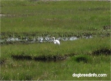 Great Egret (Casmerodius albus) standing in the wetlands