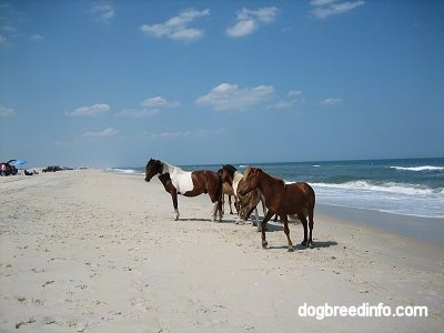 Four ponies are hanging out on the windy beach with people fishing in the background