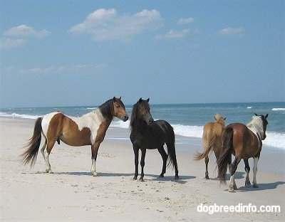 Two Ponies walking to the Water and Two Ponies are looking to the right.