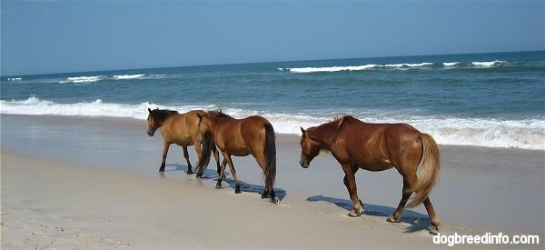 Ponies walking down the beach along the water