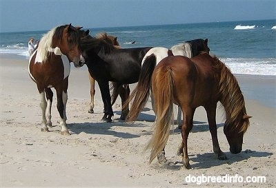 Four ponies are huddled on the windy beach. There are people behind them.