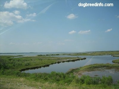 Marshland with scattered clouds