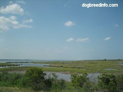 Marshlands